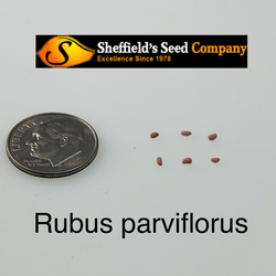 Rubus parviflorus Thimbleberry seed for sale 