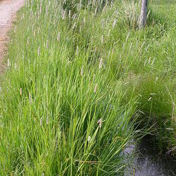 Alopecurus arundinaceus Creeping Meadow Foxtail seed for sale 