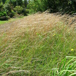 Andropogon virginicus Broomsedge Bluestem, Broom Sedge, Broom-sedge seed for sale 