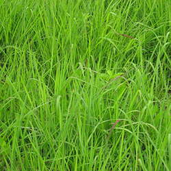 Sorghastrum nutans    Wisconsin Ecotype Indiangrass, Yellow Indiangrass seed for sale 