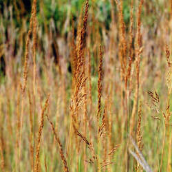 Sorghastrum nutans  Nebraska 54 Indiangrass, Yellow Indiangrass seed for sale 