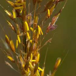 Sorghastrum nutans  Nebraska 54 Indiangrass, Yellow Indiangrass seed for sale 