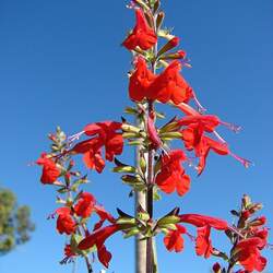 Salvia coccinea Blood Sage, Scarlet Sage, Tropical Sage seed for sale 