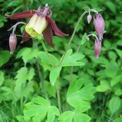 Aquilegia oxysepala Granny's Bonnet, Oriental Columbine seed for sale 