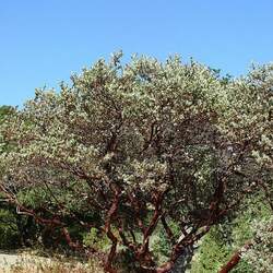 Arctostaphylos manzanita Whiteleaf Manzanita, Parry Manzanita, Common Manzanita seed for sale 