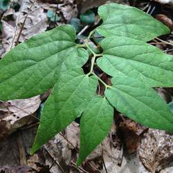 Aristolochia serpentaria Virginia Snakeroot, Virginia Snake Root seed for sale 