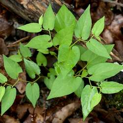 Aristolochia serpentaria Virginia Snakeroot, Virginia Snake Root seed for sale 