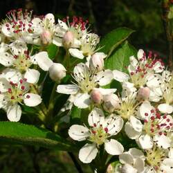 Aronia arbutifolia Red Chokeberry seed for sale 