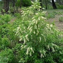 Prunus virginiana demissa Western Chokecherry seed for sale 