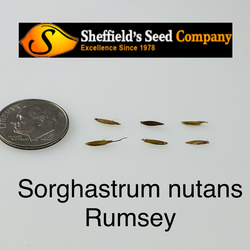 Sorghastrum nutans  Rumsey Indiangrass, Yellow Indiangrass seed for sale 