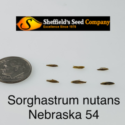 Sorghastrum nutans  Nebraska 54 Indiangrass, Yellow Indiangrass seed for sale 