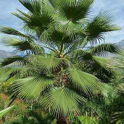 Washingtonia robusta Washington Fan Palm, Mexican Fan Palm seed for sale 