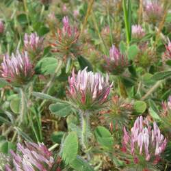 Trifolium hirtum Rose Clover seed for sale 