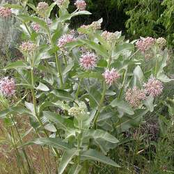 Asclepias speciosa Showy Milkweed seed for sale 