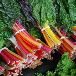 Beta vulgaris   Rainbow Rainbow Swiss Chard seed for sale 