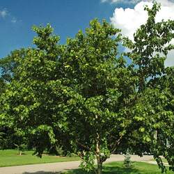 Betula maximowicziana Monarch Birch, Maximowicz's Birch seed for sale 