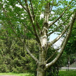 Betula maximowicziana Monarch Birch, Maximowicz's Birch seed for sale 