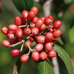 Viburnum rhytidophylloides Lantanaphyllum Viburnum seed for sale 