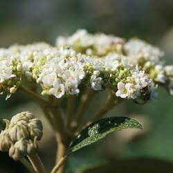 Viburnum rhytidophylloides Lantanaphyllum Viburnum seed for sale 