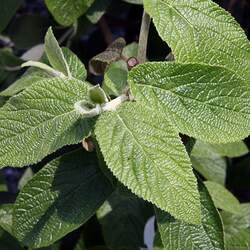 Viburnum rhytidophylloides Lantanaphyllum Viburnum seed for sale 