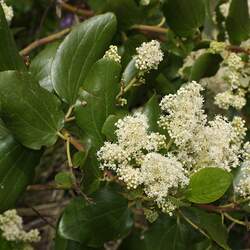 Ceanothus velutinus Snowbrush Ceanothus, Buck Brush, Red Root, Tobacco Brush seed for sale 