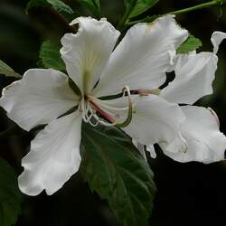 Bauhinia variegata  candida Variegated Orchid-Tree, White Orchid Tree seed for sale 