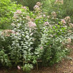 Eutrochium dubium Coastal Plain Joe-Pye Weed seed for sale 