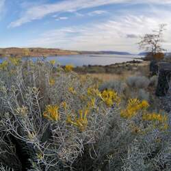 Ericameria nauseosa speciosa Rubber Rabbitbrush, Gray Rabbitbrush, Showy Rabbitbrush seed for sale 