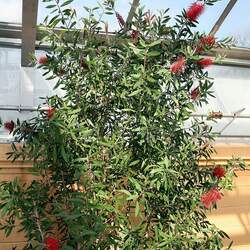 Callistemon citrinus Crimson Bottlebrush seed for sale 