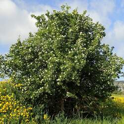 Crataegus azarolus Azarole, Mosphilla, Mediterranean Medlar seed for sale 