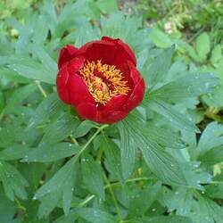 Paeonia officinalis banatica Common Paeony, Garden Paeony, Banat Paeony seed for sale 