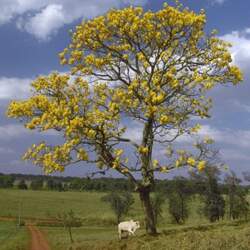 Handroanthus chrysanthus Roble Amarillo, Golden Trumpet Tree seed for sale 