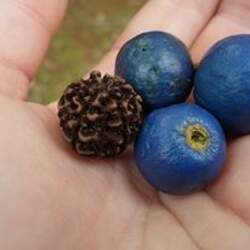 Elaeocarpus angustifolius Blue marble tree, Indian Bead Tree, Rudraksha, Blue Quandong seed for sale 