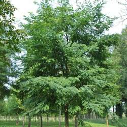 Robinia pseudoacacia    Nyírség Black Locust, Yellow Locust, False Acacia seed for sale 