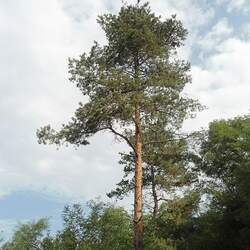 Pinus sylvestris    Bulgaria Scotch Pine, Scots Pine seed for sale 