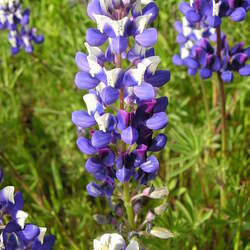 Lupinus bicolor Miniature Lupine seed for sale 