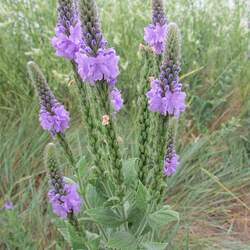 Verbena stricta Hoary Verbena, Hoary Vervain seed for sale 