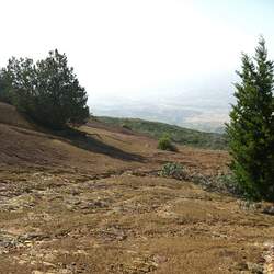 Cupressus forbesii Tecate Cypress, Forbe's Cypress seed for sale 