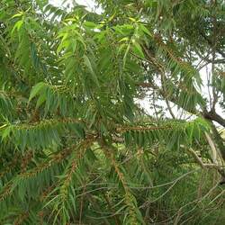 Eucalyptus botryoides Southern Mahogany, Bangalay, Bastard Jarrah, Woollybutt seed for sale 