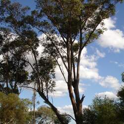 Eucalyptus botryoides Southern Mahogany, Bangalay, Bastard Jarrah, Woollybutt seed for sale 