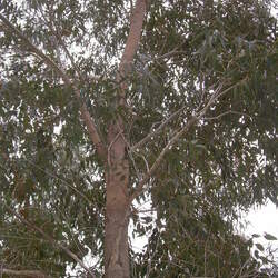 Eucalyptus botryoides Southern Mahogany, Bangalay, Bastard Jarrah, Woollybutt seed for sale 