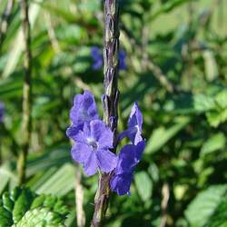 Stachytarpheta cayennensis Cayenne Porterweed, Cayenne Vervain seed for sale 