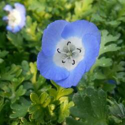 Nemophila menziesii Baby Blue Eyes seed for sale 