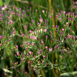 Centaurium muehlenbergii Muhlenberg's Centaury, Monterey Centaury seed for sale 