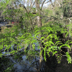 Gleditsia aquatica Water Locust seed for sale 