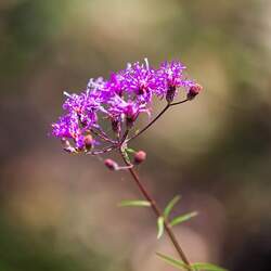 Vernonia angustifolia Tall Ironweed, Narrow Leaf Ironweed seed for sale 