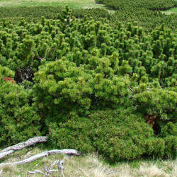 Pinus mugo Mugo Pine, Mugo Pine Tree, Mountain Pine seed for sale 