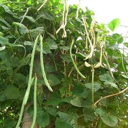 Vigna unguiculata sesquipedalis Yardlong Bean, Chinese long bean, Asparagus bean seed for sale 