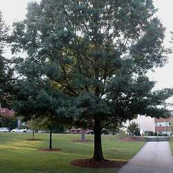 Quercus shumardii Shumard's Oak, Shumard's Red Oak seed for sale 