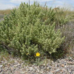 Atriplex confertifolia Spiny Saltbush, Shadscale seed for sale 